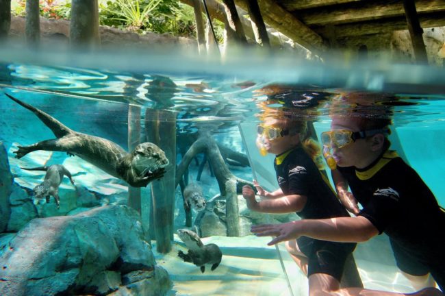 Elite Cabana en Discovery Cove: así es vivir un parque temático en su versión más exclusiva 2