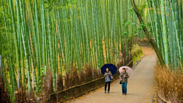 camino rodeado del bosque de bamboo