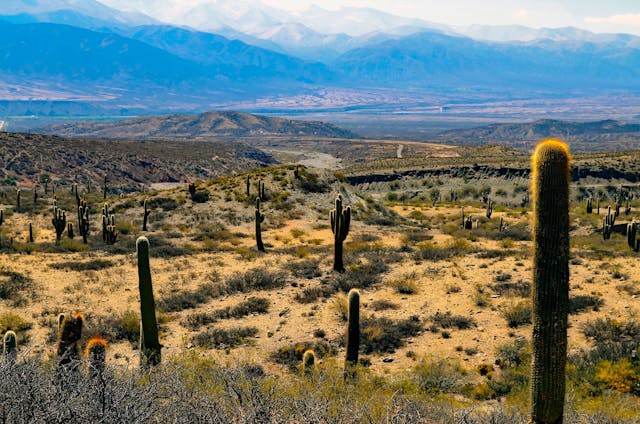 Paisaje de cactus en los Valles Calchaquíes, norte argentino | Paraviajarporelmundo.com Cactus y montañas en los Valles Calchaquíes, paisaje típico del norte argentino.