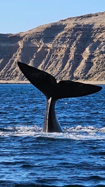 Cola de una ballena en Islandia