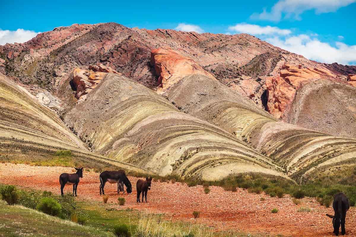 Burros pastando frente al Hornocal, el famoso Cerro de los 14 Colores en la Quebrada de Humahuaca, Jujuy.