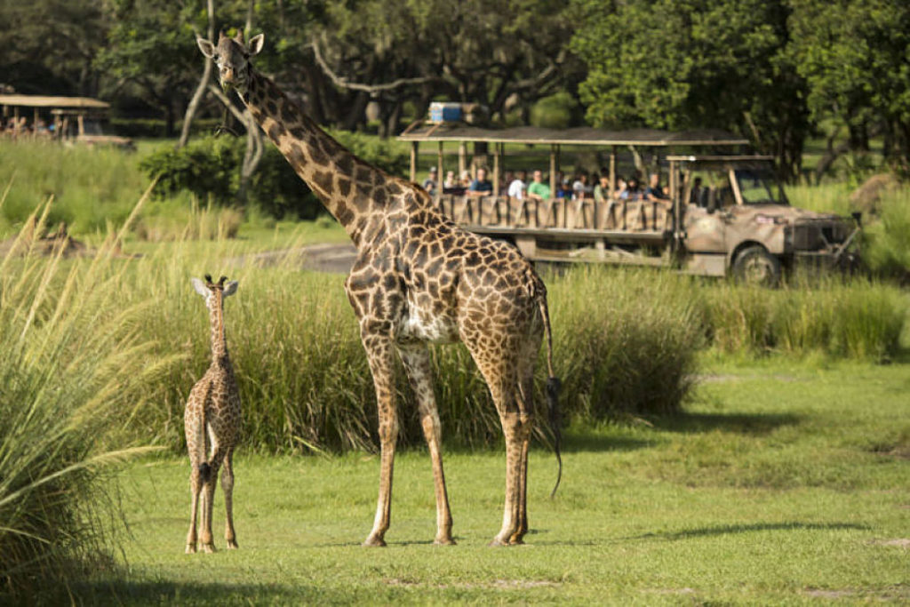 Aella, la nueva jirafa Masai nacida en Disney’s Animal Kingdom