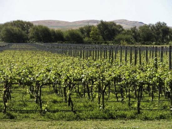 Viñedos en Argentina, paisajes de rutas del vino Viñedos en plena producción en Argentina, con hileras de vides al pie de cerros.