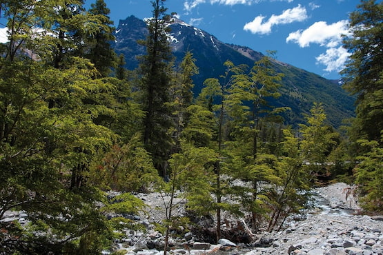 Bosque patagónico con arroyo de deshielo y montañas en el Parque Nacional Nahuel Huapi.