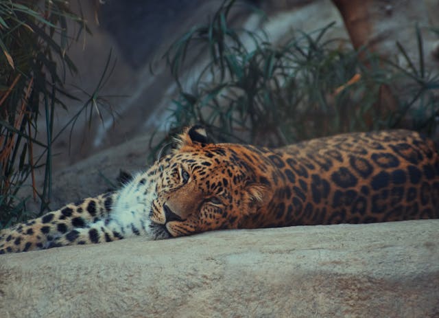 Leopardo descansando en el zoológico de San Diego, una de las atracciones más famosas de la ciudad