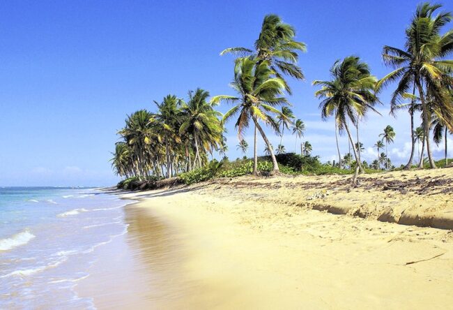 Playa tropical con palmeras inclinadas y arena dorada bajo cielo despejado.
