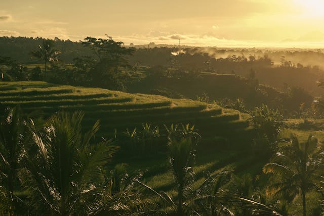 Terrazas de arroz en Bali Indonesia al atardecer con paisaje tropical y vegetación