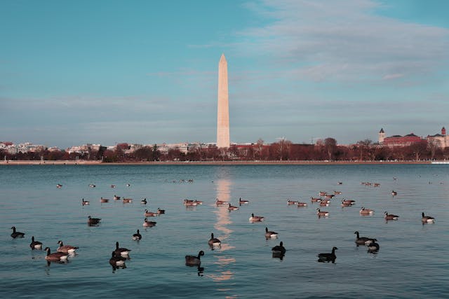 Monumento a Washington reflejado en el agua del National Mall con patos en primer plano.