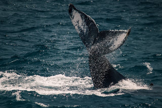 Ballena en el océano durante temporada de avistamiento. Cola de una ballena saliendo del agua durante un avistamiento en el océano.