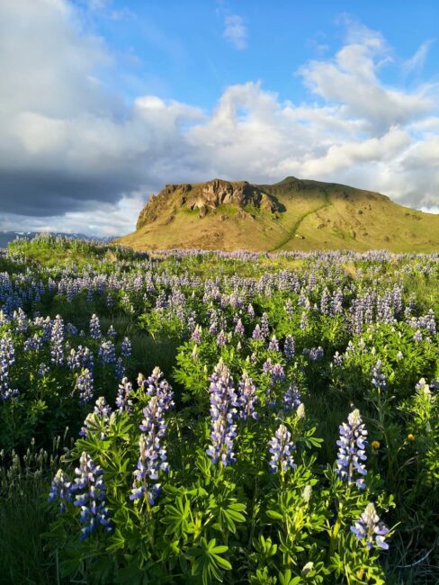 Paisaje islandés con un extenso campo de lupinos en flor frente a montañas bañadas por el sol. Campo de lupinos en flor con montañas verdes de Islandia bajo cielo parcialmente nublado.