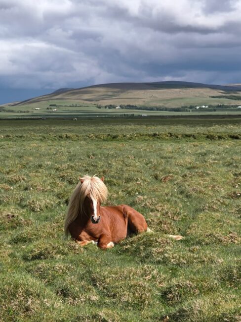Los caballos islandeses son especies nativas de Islandia, son conocidos por su temperamento enérgico. Caballo islandes en un campo en Islandia, descansando con sus crines amarillas