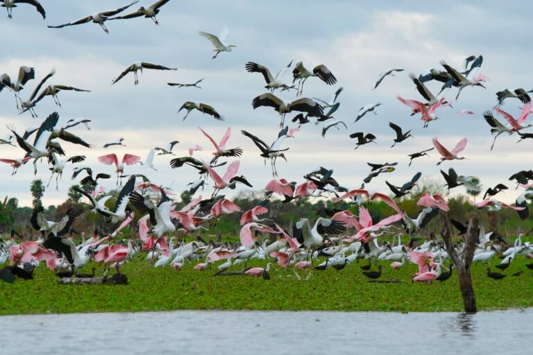 Aves en vuelo sobre humedales del Bañado La Estrella, parte de la Travesía Capricornio en Formosa.