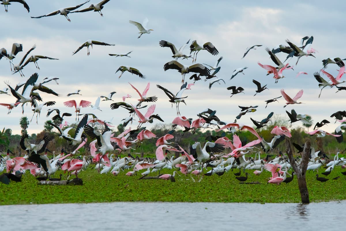 Aves en vuelo sobre humedales del Bañado La Estrella, parte de la Travesía Capricornio en Formosa.