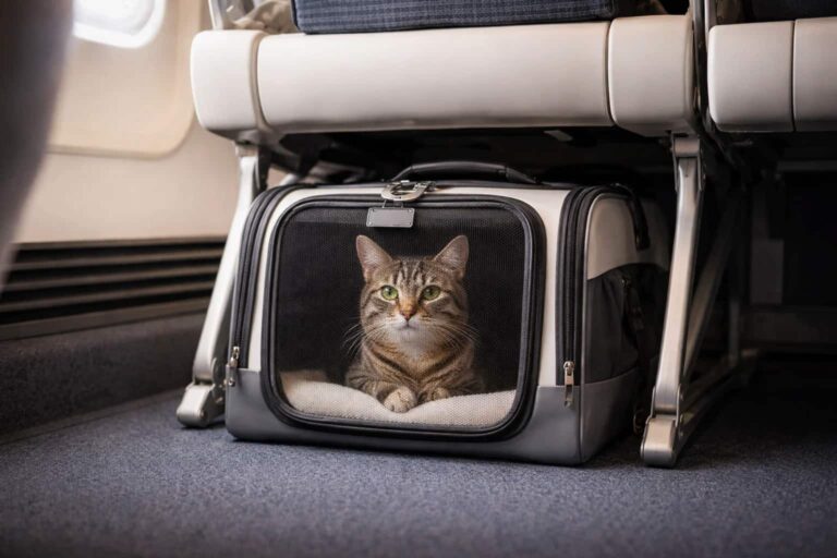 Gato viajando en avi&oacute;n dentro de un transport&iacute;n homologado colocado debajo del asiento, una forma segura y c&oacute;moda de transportar mascotas en cabina.