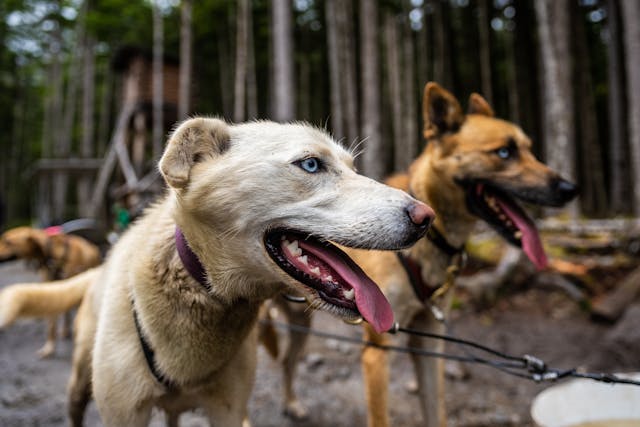 Perros de trineo en Alaska listos para una excursión en un bosque del norte