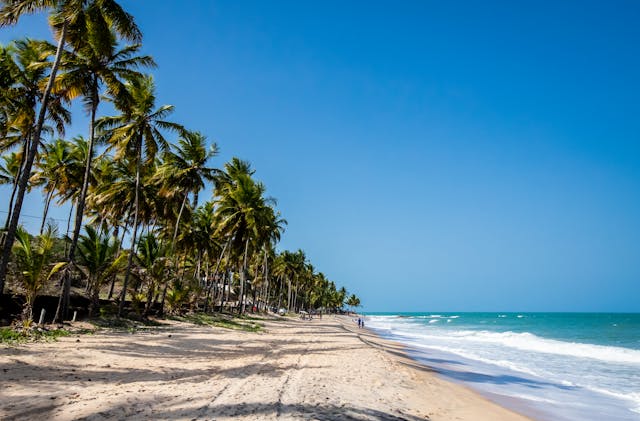 Playa de Brasil con palmeras, arena clara y mar azul en día soleado, imagen comparativa para elegir Brasil o Caribe en 2026.