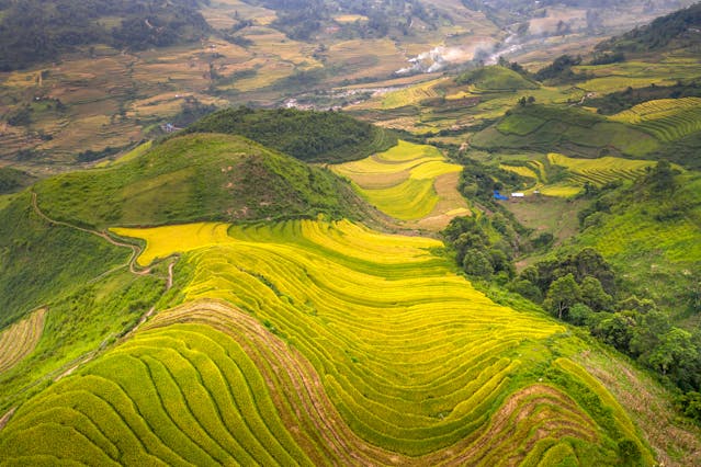 Terrazas de arroz verdes y doradas en montañas de Vietnam durante temporada favorable para viajar.