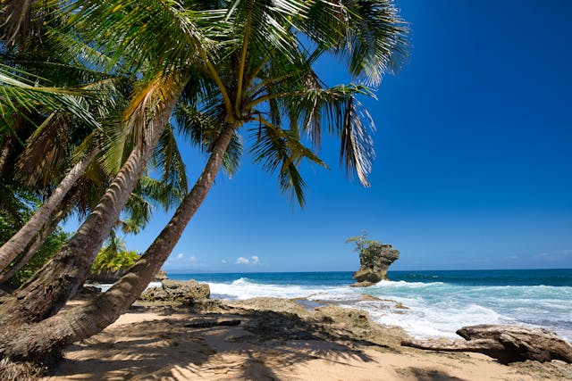 Playa tropical de Costa Rica con palmeras y mar azul, destino ideal según la mejor época para viajar.
