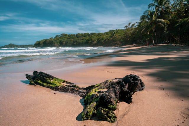Playa tropical de Costa Rica con arena amplia, tronco sobre la orilla y palmeras frente al mar.