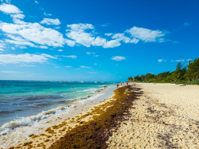 Playa de Punta Cana con presencia de sargazo en la orilla durante un día soleado.