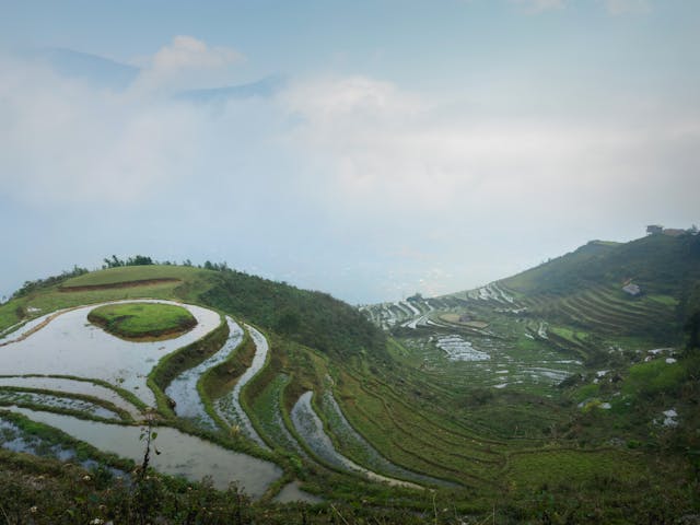 Terrazas de arroz en montañas de Vietnam cubiertas de niebla durante temporada húmeda.