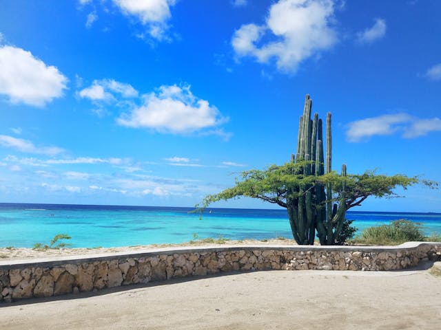 Cactus frente al mar Caribe en Aruba con aguas turquesas y cielo despejado.