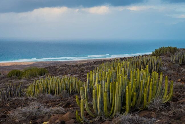 Paisaje costero de Cabo Verde con cactus, monta&ntilde;as &aacute;ridas y el oc&eacute;ano Atl&aacute;ntico al fondo.
