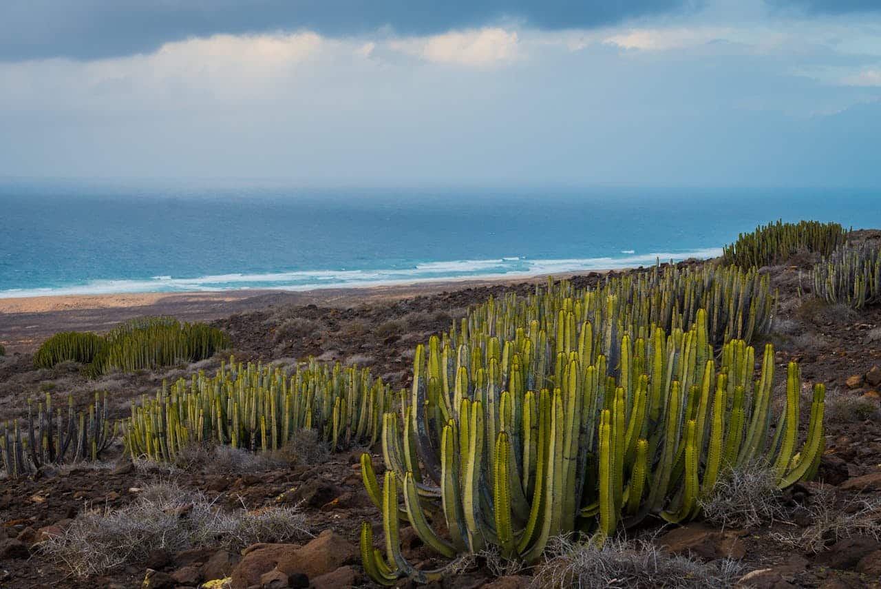 Paisaje costero de Cabo Verde con cactus, montañas áridas y el océano Atlántico al fondo.