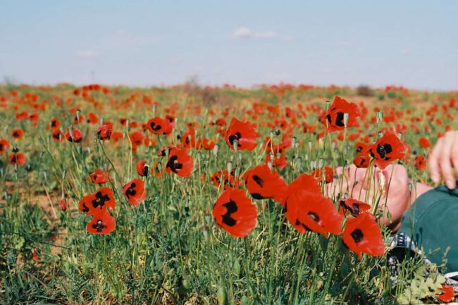 Campo de amapolas rojas en plena floraci&oacute;n, un paisaje ideal para una escapada de turismo de flores en 2026.