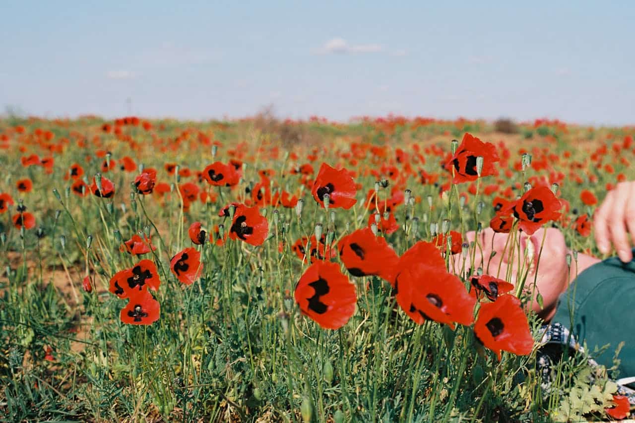 Campo de amapolas rojas en plena floración, un paisaje ideal para una escapada de turismo de flores en 2026.