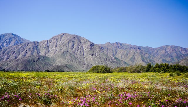 Campo de flores silvestres con montañas al fondo, un paisaje natural ideal para una ruta de turismo de flores en 2026.