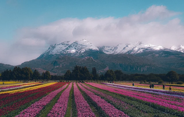 Campos de tulipanes en flor con montañas nevadas al fondo, un paisaje ideal para hacer turismo de flores en 2026.