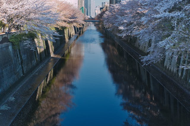 Canal rodeado de cerezos en flor en Japón, uno de los paisajes más buscados para hacer turismo de flores.