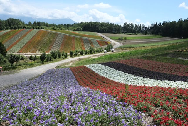 Campos de flores en plena floración con franjas de colores y paisaje rural al fondo, ideal para una guía de turismo de flores.