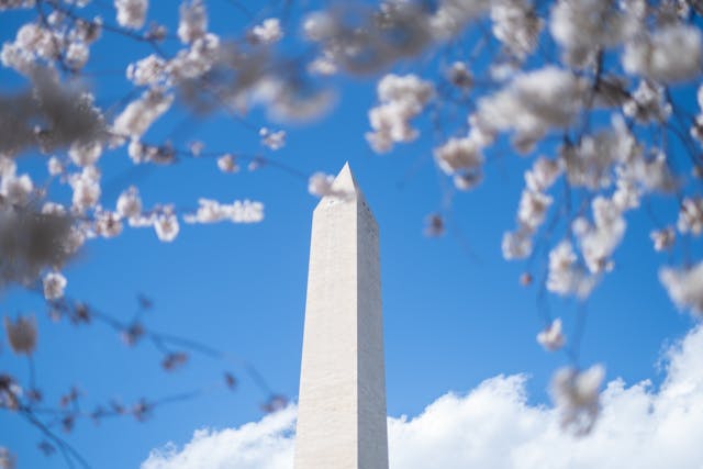 Monumento a Washington visto entre cerezos en flor, uno de los paisajes más buscados para hacer turismo de flores.