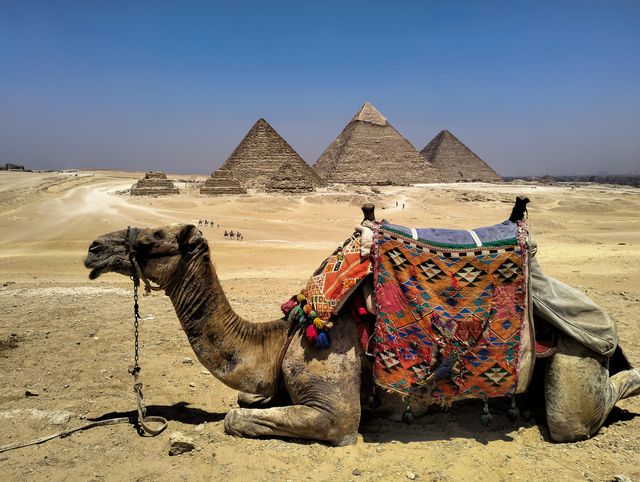 Camello frente a las pirámides de Guiza en Egipto, uno de los lugares más famosos para visitar cerca de El Cairo.
