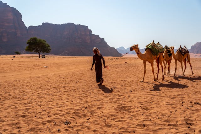 Camellos en el desierto de Wadi Rum, uno de los paisajes más emblemáticos de Jordania en Medio Oriente.