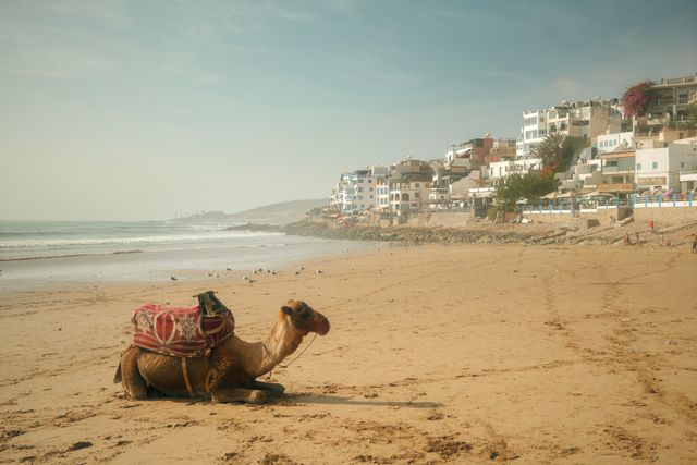 Playa de Marruecos con un camello junto al mar, imagen relacionada con una guía sobre dónde queda Marruecos y qué ver en el país.