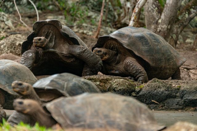 Tortugas gigantes en las islas Galápagos, uno de los destinos más fascinantes entre las islas más lindas del mundo.