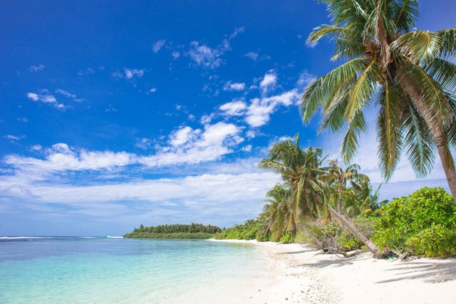 Playa tropical con palmeras, arena blanca y agua cristalina, un paisaje ideal para una guía sobre las islas más lindas del mundo.