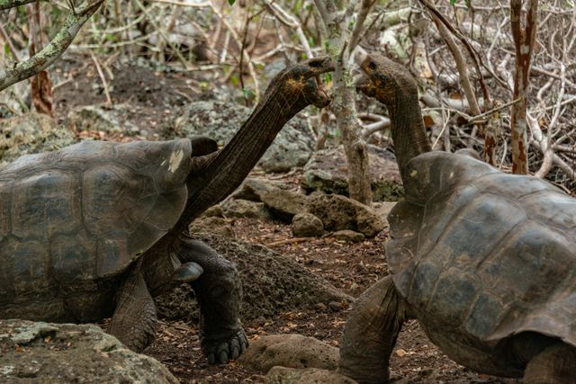 Dos tortugas gigantes de las islas Galápagos frente a frente en un entorno rocoso y seco.