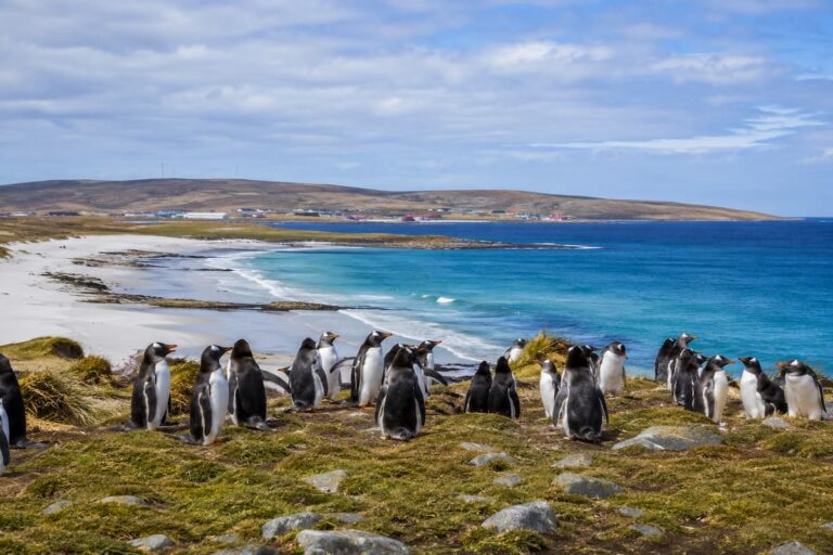 colonia de ping&uuml;inos en las costas de las islas malvinas, al sur de Argentina