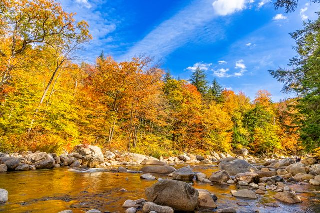 Bosque de Nueva Inglaterra en otoño con árboles amarillos y naranjas junto a un río de montaña.