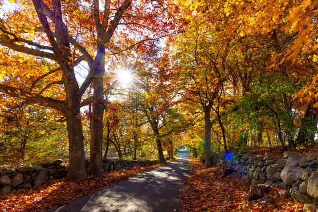 Camino rural de Nueva Inglaterra en otoño, rodeado de árboles con hojas naranjas, amarillas y rojas.