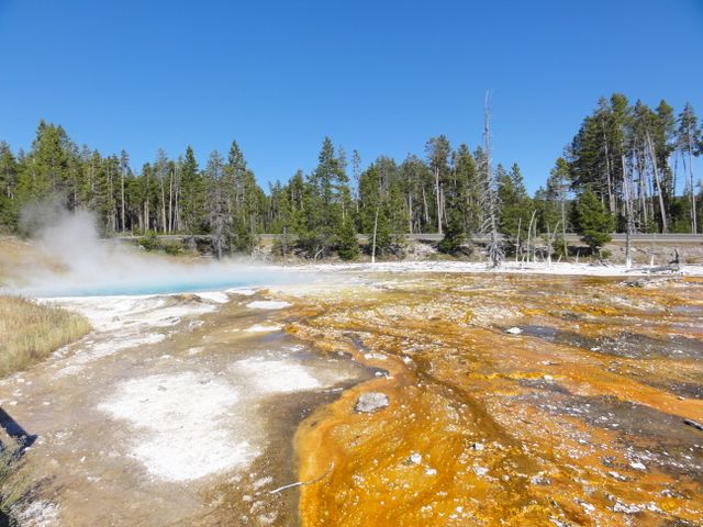 Zonas geotérmicas de Yellowstone para visitar en 2026 Zona geotérmica de Yellowstone con piscina termal, vapor, colores minerales y bosque de pinos al fondo.