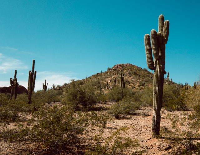 Arizona, destino cálido para viajar en invierno en Estados Unidos Paisaje del desierto de Sonora en Arizona con cactus saguaro bajo un cielo despejado.