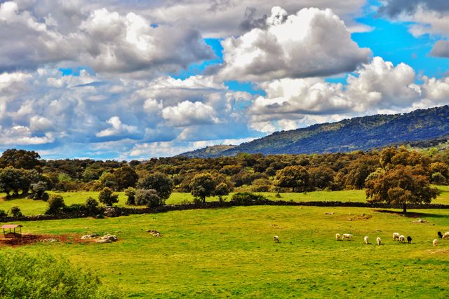 Dehesa de Extremadura en la ruta del jamón ibérico Dehesa de Extremadura, paisaje clave en la ruta del jamón ibérico en España