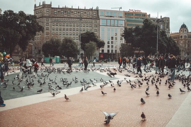Plaça de Catalunya y las zonas comerciales de Barcelona Visitantes y palomas en la Plaça de Catalunya, una de las principales zonas comerciales y de transporte del centro de Barcelona.