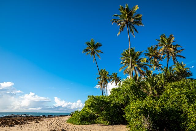 Playas de Brasil en enero y febrero: qué mes conviene más Playa tropical de Brasil con palmeras, vegetación y cielo despejado en verano