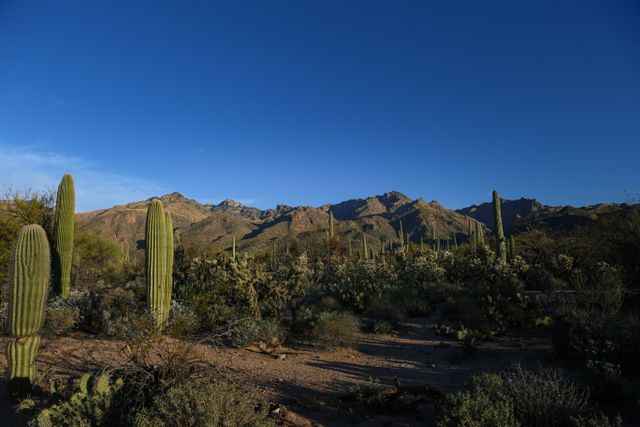 Paisaje desértico de Arizona con cactus saguaro y montañas bajo un cielo azul cerca de Tucson.
